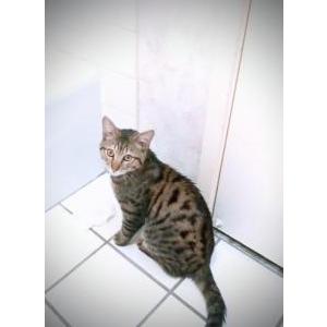 Lost Cat THOR