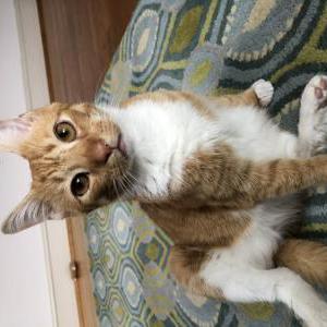 Lost Cat Henry