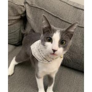 Lost Cat Leia