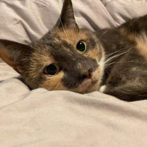 Lost Cat Princess