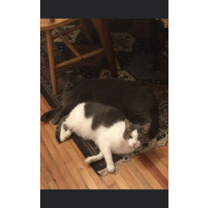 Lost Cat Humpty