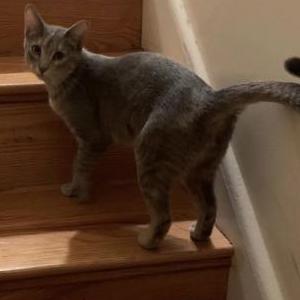 Lost Cat Cassie