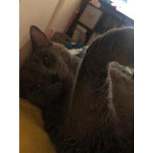 Lost Cat Bear