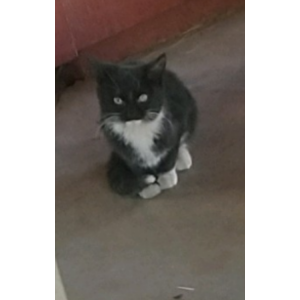 Found Cat Unknown