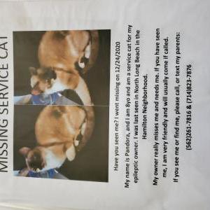 Lost Cat Pandora