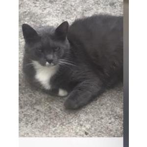 Lost Cat Tommy