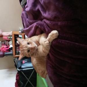 Lost Cat Apollo