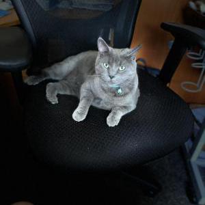 Lost Cat Zina