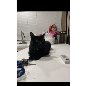 Lost Cat Kibby