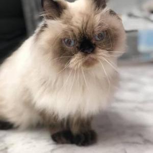 Lost Cat Boris
