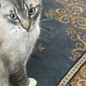 Lost Cat Baby