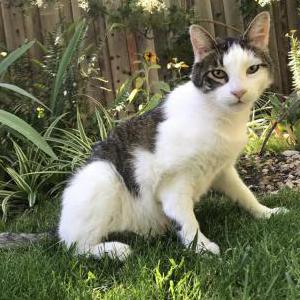 Lost Cat Johnny-Cat