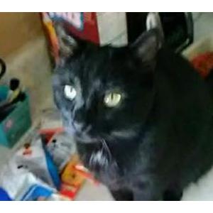 Lost Cat Maxx