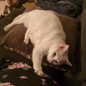 Lost Cat Everest