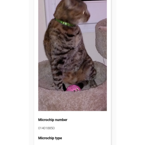 Lost Cat Marley