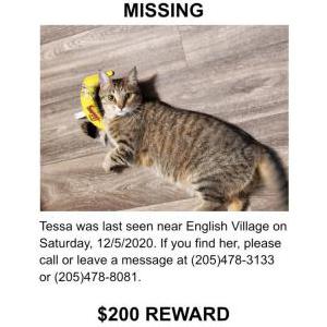Lost Cat Tessa