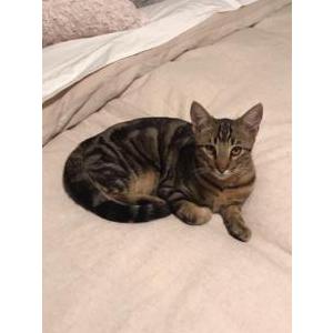 Lost Cat Hiroshi