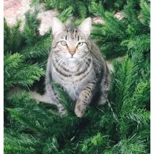 Lost Cat Chance