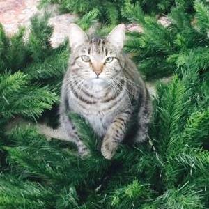 Lost Cat Chance