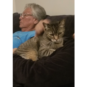 Lost Cat Tiger