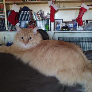 Lost Cat Sosa Berry