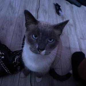 Lost Cat Blu
