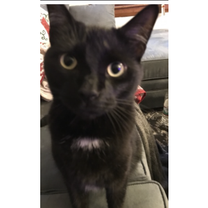 Lost Cat Jerry