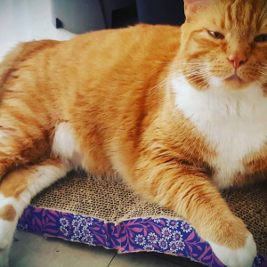 Lost Cat Reptar