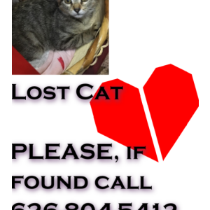 Lost Cat Honey Tabby