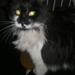 Found Cat Unknown