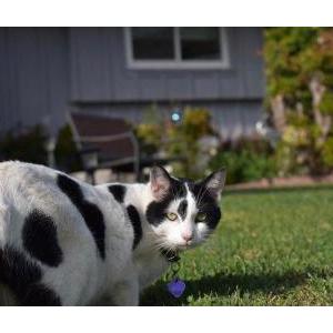 Lost Cat Neko