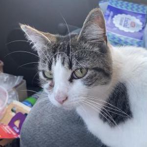 Lost Cat Ready