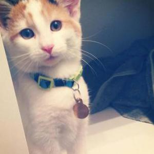 Lost Cat Potatoes