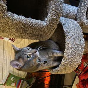 Lost Cat Eggroll