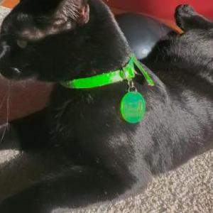 Lost Cat Loki