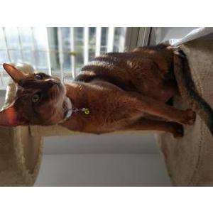 Lost Cat Kittens