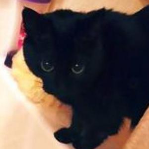 Lost Cat Zoë