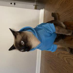 Lost Cat Lola