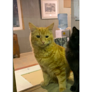 Lost Cat Cinnamon