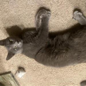 Found Cat Unknown