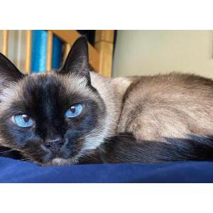 Lost Cat Mia
