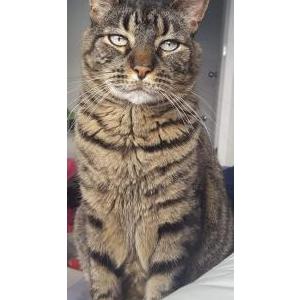 Lost Cat Russell