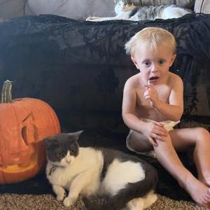 Lost Cat Smokey