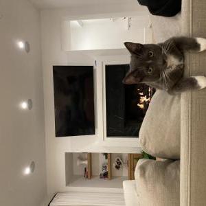 Lost Cat Luca