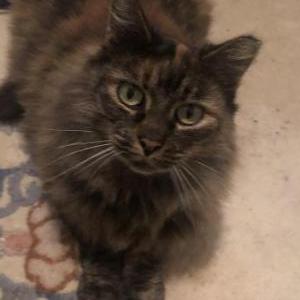Lost Cat Beatrice