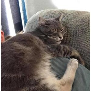 Lost Cat Groot