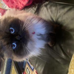 Lost Cat Fluffy