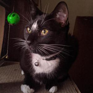 Lost Cat Jax