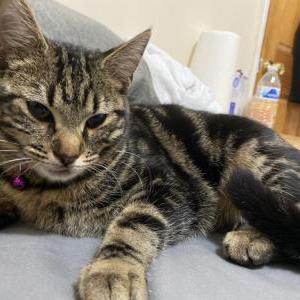 Lost Cat Chloe