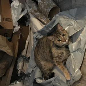 Lost Cat Luna